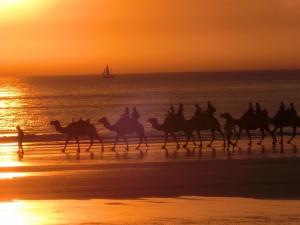 Camels on Cable Beach (2) (800x600)